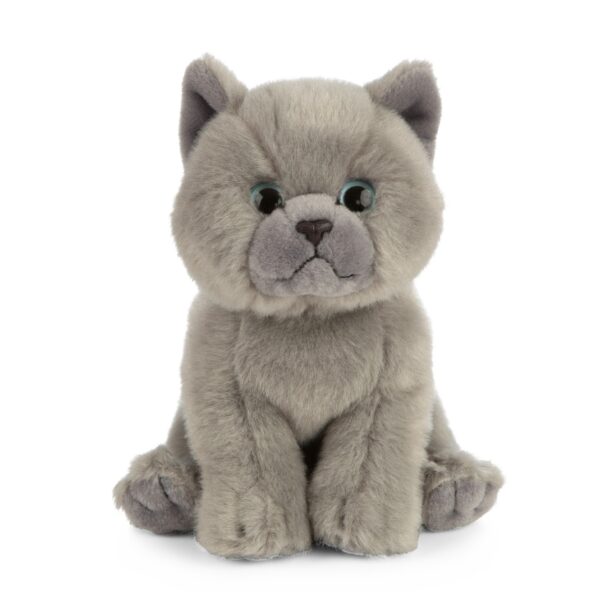 LIVING NATURE British Grey Kurzhaar Kätzchen